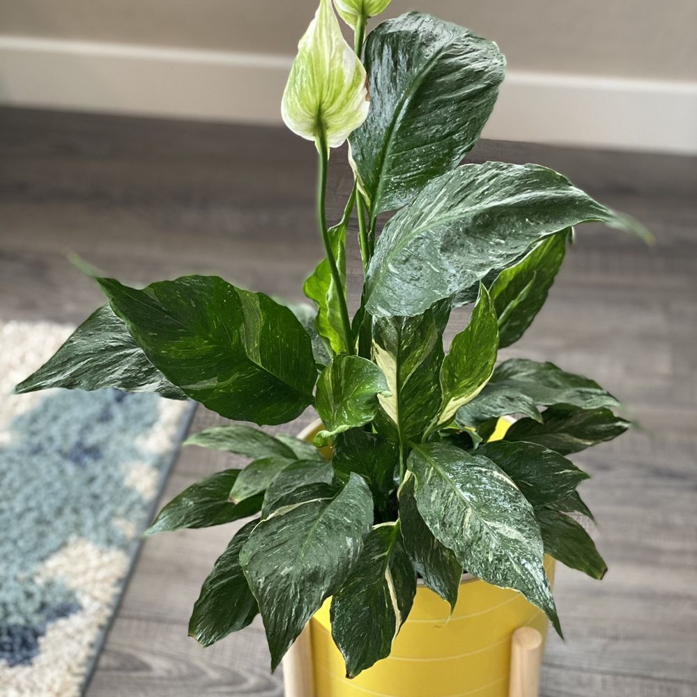 Armstrong Garden Centers - Peace lily - Nurseries & Gardening Near Me - San Diego, California Armstrong Garden Centers - Peace lily - Nurseries & Gardening Near Me - San Diego, California