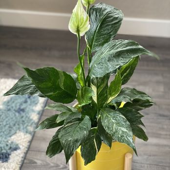 Armstrong Garden Centers - Peace lily - Nurseries & Gardening Near Me - San Diego, California