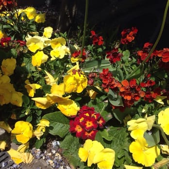Curators House Restaurant - Flowers in full bloom - Restaurants Near Me - Christchurch, CAN