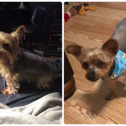 A Pet's Pleasure - Daisys before and after quarantine haircut!