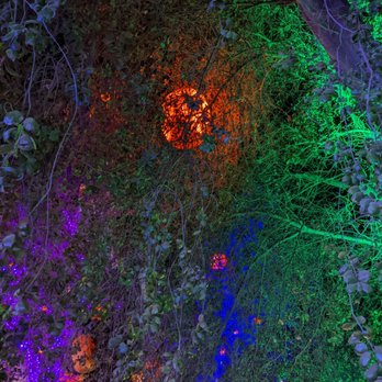 CALM Zoo - Autumn Lights - Zoos Near Me - Bakersfield, California