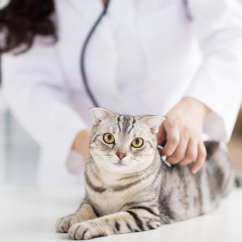 Banfield Pet Hospital - Veterinarians Near Me - Columbus, Ohio Banfield Pet Hospital - Veterinarians Near Me - Columbus, Ohio