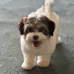 Chloe - white and tan, blue eyed toy Havanese Chloe - white and tan, blue eyed toy Havanese