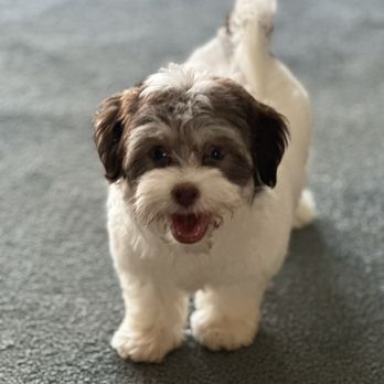 Love My Puppy - Chloe - white and tan, blue eyed toy Havanese - Pet Stores Near Me - Boca Raton, Florida Love My Puppy - Chloe - white and tan, blue eyed toy Havanese - Pet Stores Near Me - Boca Raton, Florida