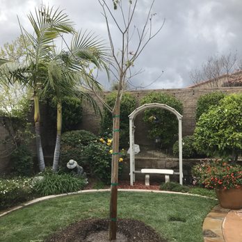 Moon Valley Nurseries - Tree is deciduous, loses its leaves each year. Can't wait for new growth. - Tree Services Near Me - Chino, California Moon Valley Nurseries - Tree is deciduous, loses its leaves each year. Can't wait for new growth. - Tree Services Near Me - Chino, California