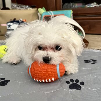 Best Friends Kennels - My favorite toy. - Pet Breeders Near Me