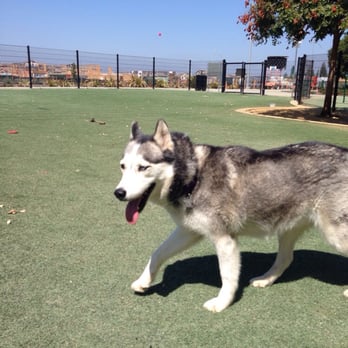 Raleigh Linear Dog Park - Chloe loves the fake grass - Pet Services Near Me Raleigh Linear Dog Park - Chloe loves the fake grass - Pet Services Near Me