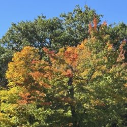 Bristol Mountain Aerial Adventures - Trees