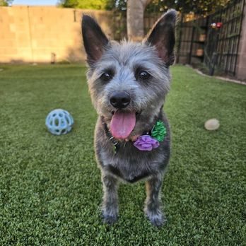 Bark & Mane of Tucson - Glow UP - Pet Groomers Near Me Bark & Mane of Tucson - Glow UP - Pet Groomers Near Me