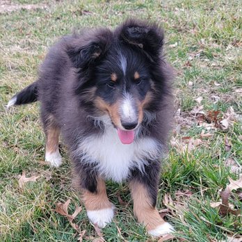 Mayfair Vet Care - Mr. Brodie, 5 months old. - Veterinarians Near Me - Dixon, California Mayfair Vet Care - Mr. Brodie, 5 months old. - Veterinarians Near Me - Dixon, California