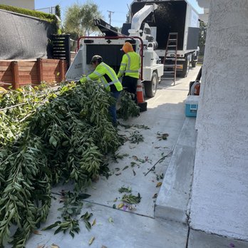 Silva Tree Service - Tree Services Near Me Silva Tree Service - Tree Services Near Me