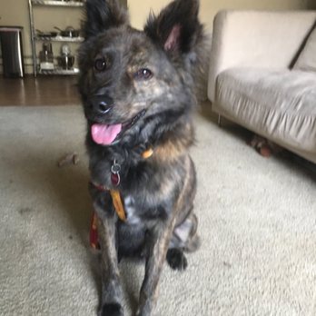 Karma Dog Training - Bailey doing a good sit for Darci during his reverse board & train! - Pet Training Near Me Karma Dog Training - Bailey doing a good sit for Darci during his reverse board & train! - Pet Training Near Me