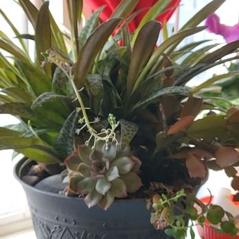 Danny's Depot Diner - Pretty plants around the diner. - Breakfast & Brunch Near Me - Central Village, Connecticut