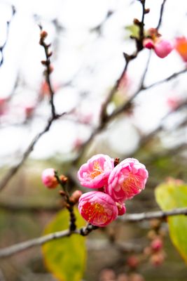 The Huntington Admission and Membership by null