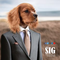 The SIG Insurance Agencies - Cheshire - Request complimentary personal & commercial insurance quotes: Findsig.com/quotes