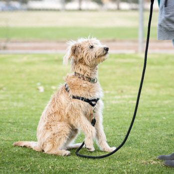 Furry Tail Training - Pet Training Near Me - Lake Elsinore, California