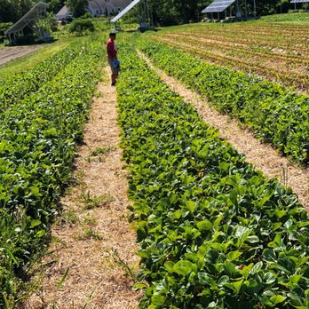 Cider Hill Farm - Pick Your Own Farms Near Me - Amesbury, Massachusetts Cider Hill Farm - Pick Your Own Farms Near Me - Amesbury, Massachusetts