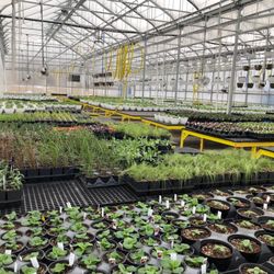 Keuka View Greenhouse - Young plants and seedlings really starting to grow with the longer days.