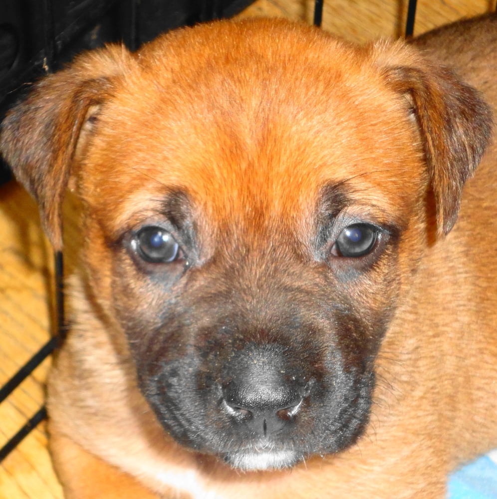 TENDER LOVING CRITTERS ANIMAL RESCUE Updated August 2024 471 W St, Banning