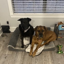 Shackleford Road Veterinary Clinic - Saki and Diesel