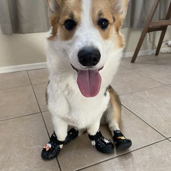 Pixie Sticks Dog Boutique - Appa the Corgi with his new shoes! He's ready for summer - Pet Groomers Near Me - Gilbert, Arizona