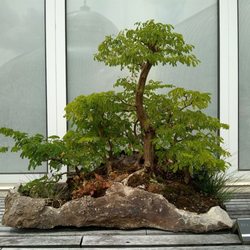 Japanese Obon Festival - Bonsai forest