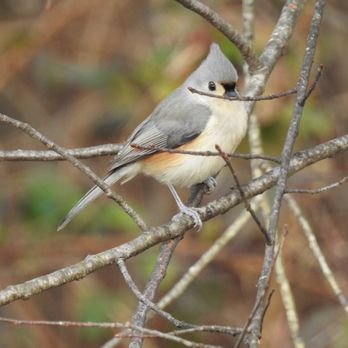 Augustine Wildlife Area - Parks Near Me - Port Penn, Delaware
