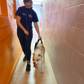 Pet Rush Inn - Lucy has trouble walking and getting up and down steps. The friendly staff walked her with help. - Pet Sitting Near Me - Burbank, California Pet Rush Inn - Lucy has trouble walking and getting up and down steps. The friendly staff walked her with help. - Pet Sitting Near Me - Burbank, California