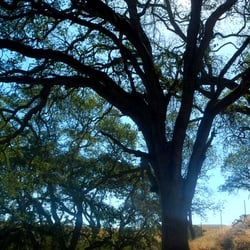 Callippe Preserve Trail - Tree.