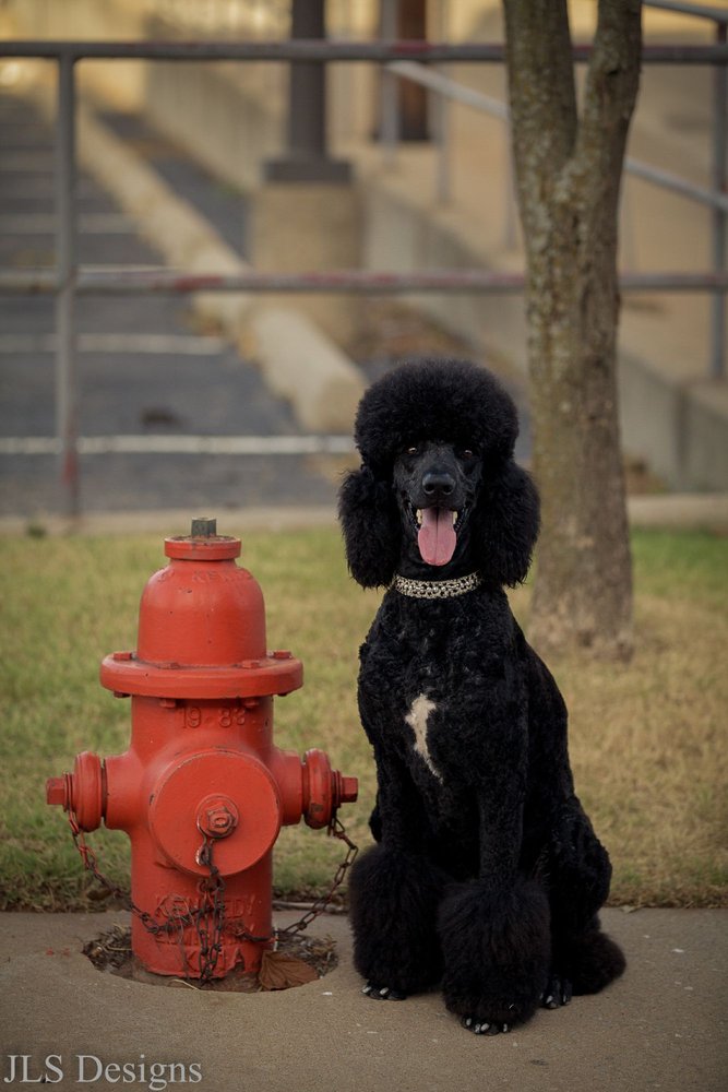 DIAMOND IN THE RUFF MOBILE PET SPA Updated August 2024 67 Photos