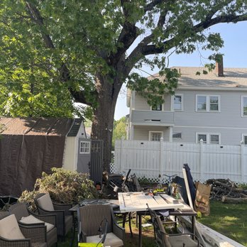 Sparta Excavation - The tree - Excavation Services Near Me