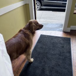 a dog standing in front of a door a dog standing in front of a door