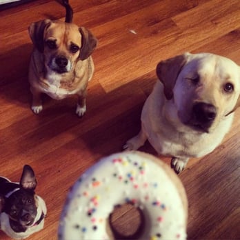 Adam Gassel DVM - A year after her liver shunt surgery and she is healthy and thriving. She loves her brothers (and the occasional treat)! - Veterinarians Near Me - Irvine, California