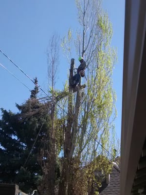 Academy Arborist