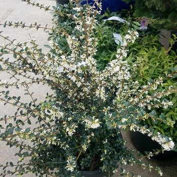 McAuliffe's Valley Nursery - Osmanthus/ sweet olive plant - Nurseries & Gardening Near Me - Snohomish, Washington McAuliffe's Valley Nursery - Osmanthus/ sweet olive plant - Nurseries & Gardening Near Me - Snohomish, Washington