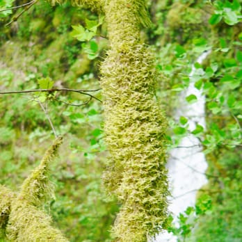 Multnomah Falls - Multnomah falls - Hiking Near Me - Bridal Veil, Oregon Multnomah Falls - Multnomah falls - Hiking Near Me - Bridal Veil, Oregon