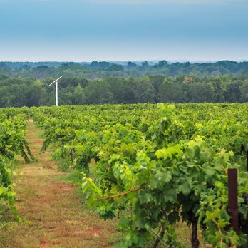 Kiepersol - View from the tasting room - Distilleries Near Me - Tyler, Texas