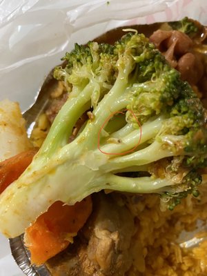 Bridge Coffee Shop by null