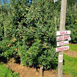 Burtt's Apple Orchard
