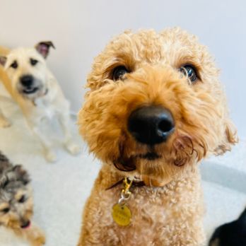 Dozo Dog - Remi with friends - Pet Groomers Near Me - Astoria, New York Dozo Dog - Remi with friends - Pet Groomers Near Me - Astoria, New York