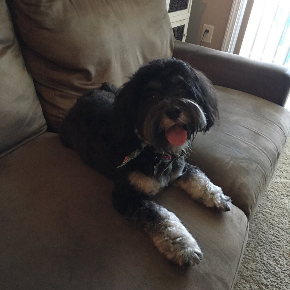 Cali loves her new haircut! Cali loves her new haircut!