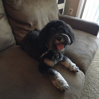 Bark Twice - Cali loves her new haircut! - Pet Groomers Near Me - Tampa Bay, Florida Bark Twice - Cali loves her new haircut! - Pet Groomers Near Me - Tampa Bay, Florida