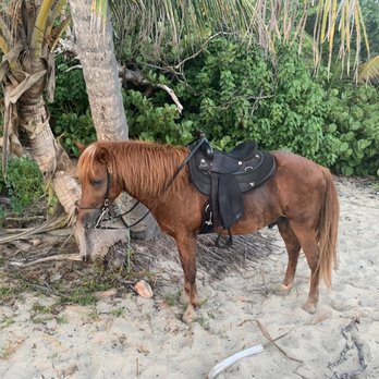 Esperanza Riding Company - Horseback Riding Near Me - Vieques, Puerto Rico