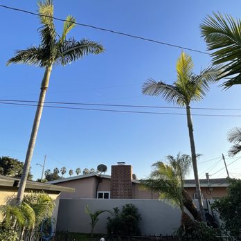 Octavio's Tree Service - My backyard has a fresh new look to it now! - Tree Services Near Me Octavio's Tree Service - My backyard has a fresh new look to it now! - Tree Services Near Me