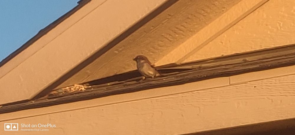 Slide of Collin county roofers