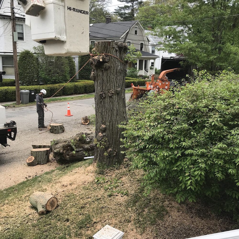 Richard Hunt Landscaping - a tree being pruned - Landscaping Near Me - Milton, Massachusetts