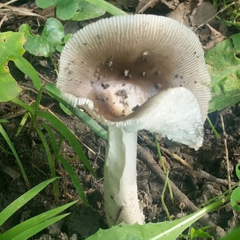 Swallow Cliff Woods - mushroom - Hiking Near Me - Palos Hills, Illinois Swallow Cliff Woods - mushroom - Hiking Near Me - Palos Hills, Illinois