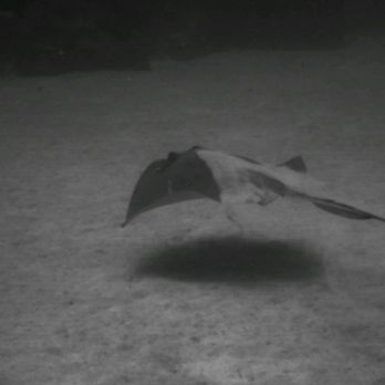 Keys Tec Scuba - chasing stingrays, courtesy of Kimberly Platt. - Scuba Diving Near Me - Key West, Florida
