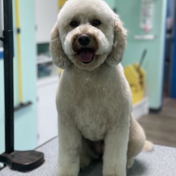 Sudzy Puppy - Dog groomed - Pet Groomers Near Me - Naperville, Illinois Sudzy Puppy - Dog groomed - Pet Groomers Near Me - Naperville, Illinois