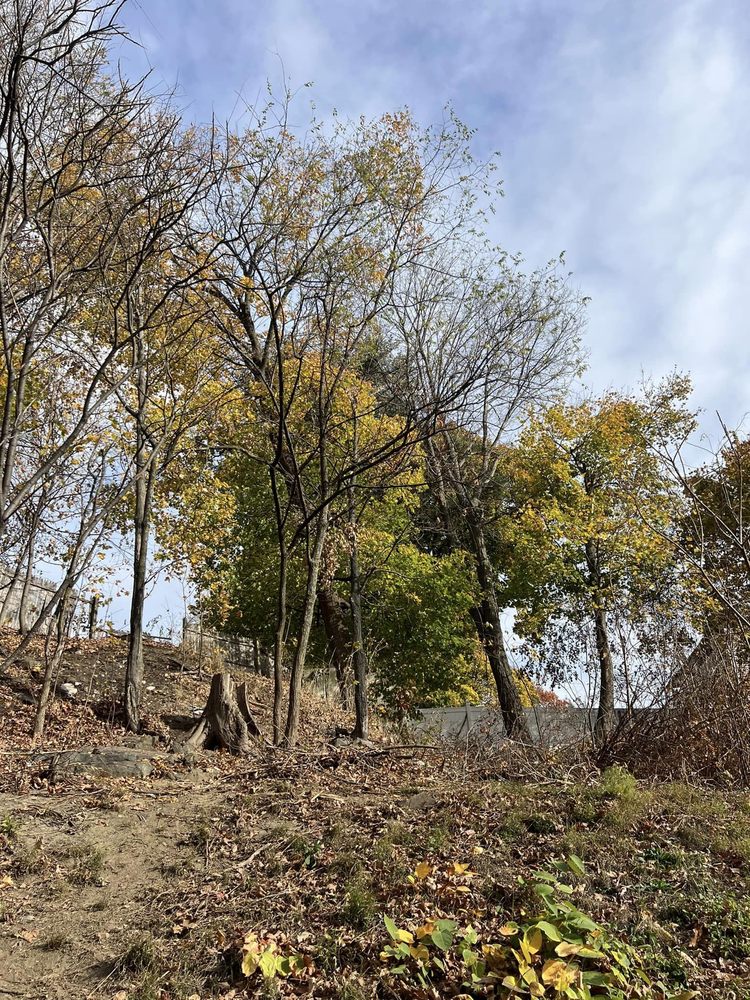 Leafy Beaver Tree Services - tree service in Lowell, MA